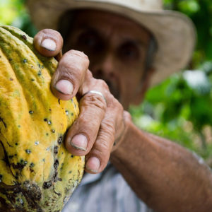 Chill Choc hemp cocoa