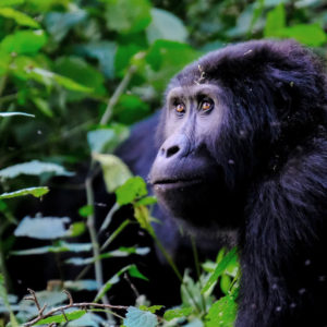 myclimate Mountain Gorilla Project