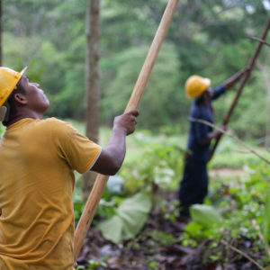 The Generation Forest – the natural climate solution