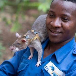 HeroRats – Rats detecting landmines