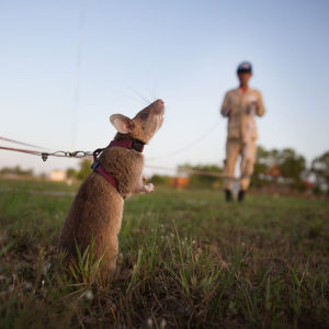 Big time for small rodents: Rats in search of landmines, infectious agents and buried victims