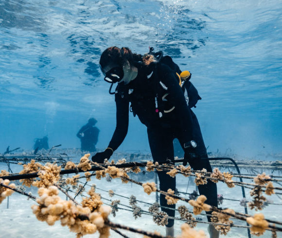 Coral Gardeners – Revive Coral Reefs through Reforestation