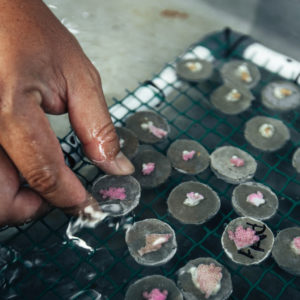 New life for destroyed coral reefs