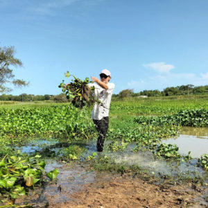 Char2Cool –  Invasive weed as CO2 storage