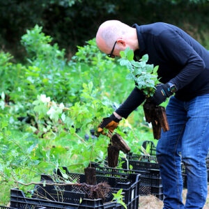 Planting trees for climate protection – these are your options