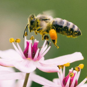 Health4Bees – Bienen als Umweltschützer