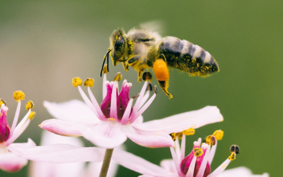 Health4Bees – Bienen als Umweltschützer