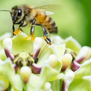 Dieses Startup revolutioniert den Bienenschutz