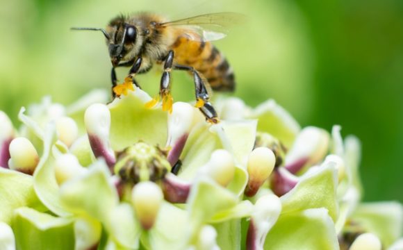 Dieses Startup revolutioniert den Bienenschutz