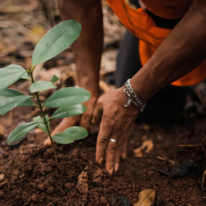 Schaffe dir deinen eigenen Klimaschutzwald!