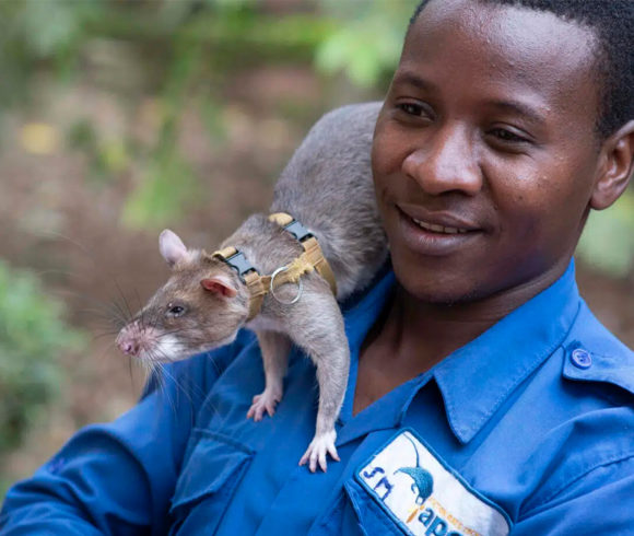 HeroRats – Ratten im Einsatz gegen Landminen