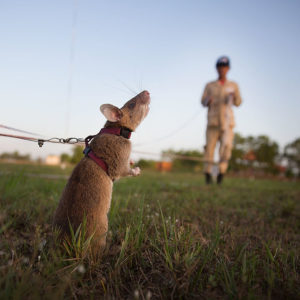 Kleine Nager ganz groß: Ratten auf der Suche nach Landminen, Krankheitserregern und Verschütteten