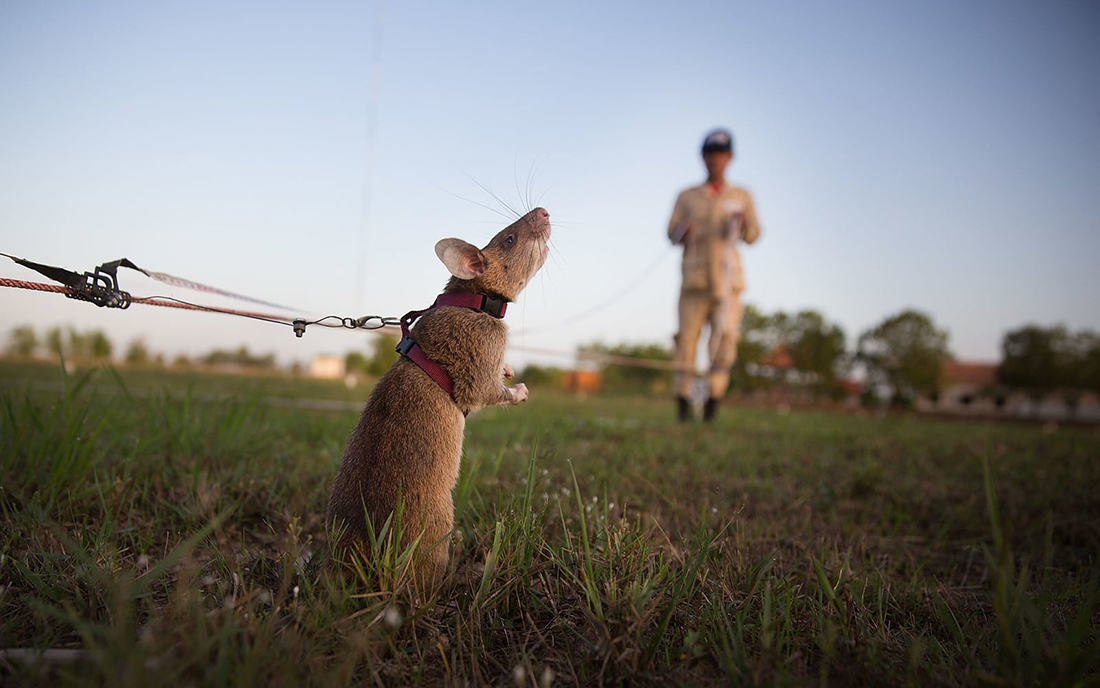 Kleine Nager ganz groß: Ratten auf der Suche nach Landminen