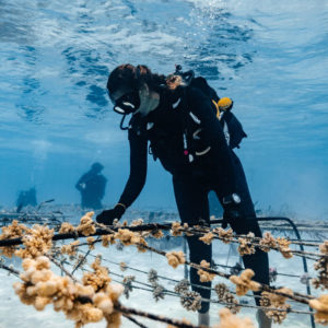 Coral Gardeners – Korallenriffe durch Aufforstung wiederbeleben