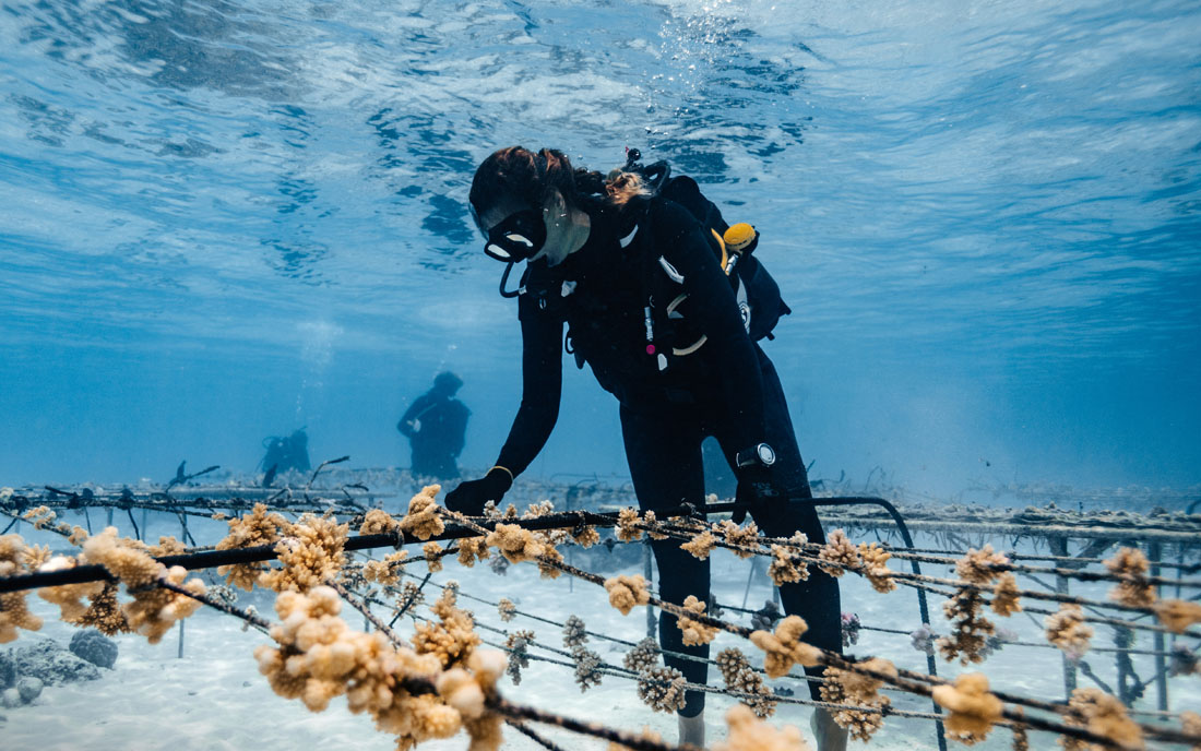 Coral Gardeners – Korallenriffe durch Aufforstung wiederbeleben